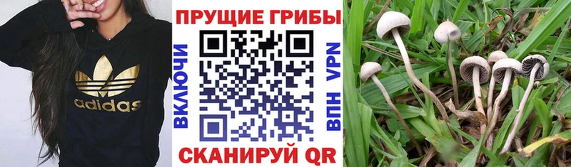 Галлюциногенные грибы GOLDEN TEACHER  Краснокамск 
